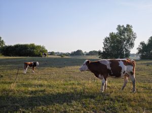 华为经典面试题：一头牛重800kg，一个桥的最大承重是700kg，请问牛应该怎么过桥