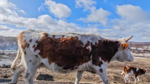 华为经典面试题：一头牛重800kg，一个桥的最大承重是700kg，请问牛应该怎么过桥