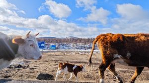 华为经典面试题：一头牛重800kg，一个桥的最大承重是700kg，请问牛应该怎么过桥