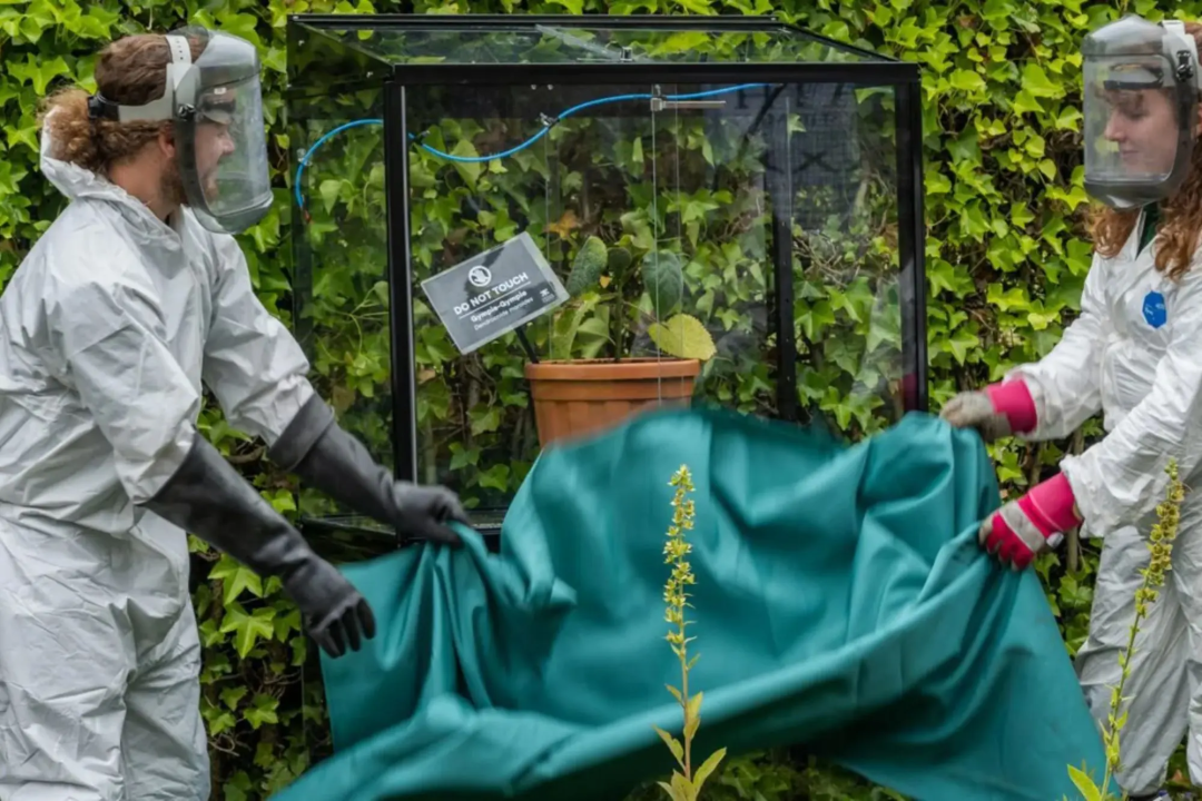 男子不小心把最毒植物叶子当厕纸用，比分娩还要刺痛的感觉令其开枪自杀？