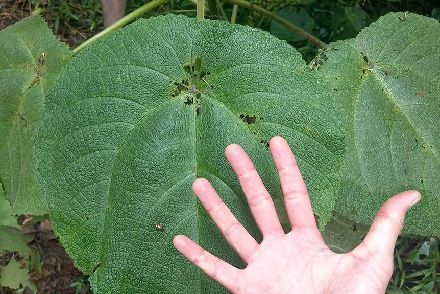 男子不小心把最毒植物叶子当厕纸用，比分娩还要刺痛的感觉令其开枪自杀？